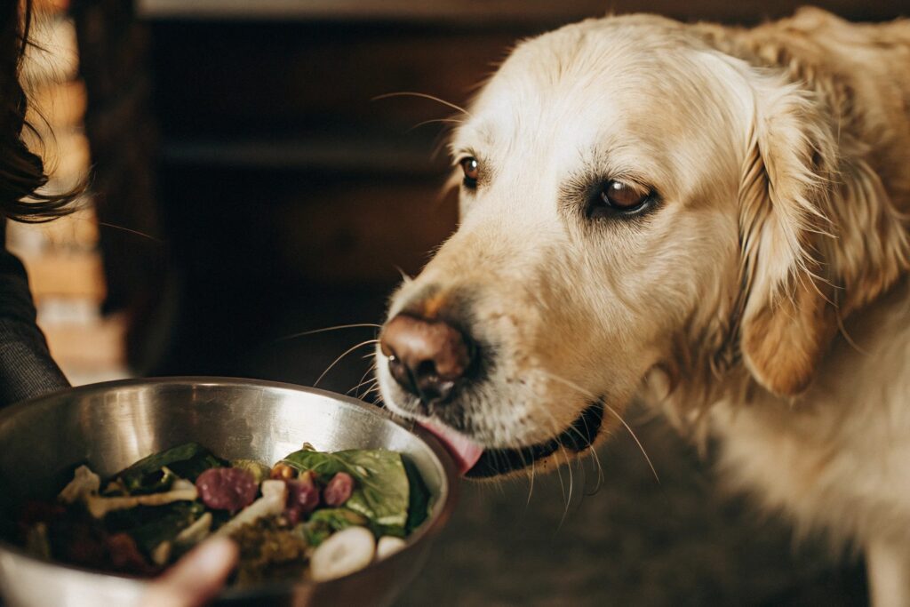 alimentação natural para cães