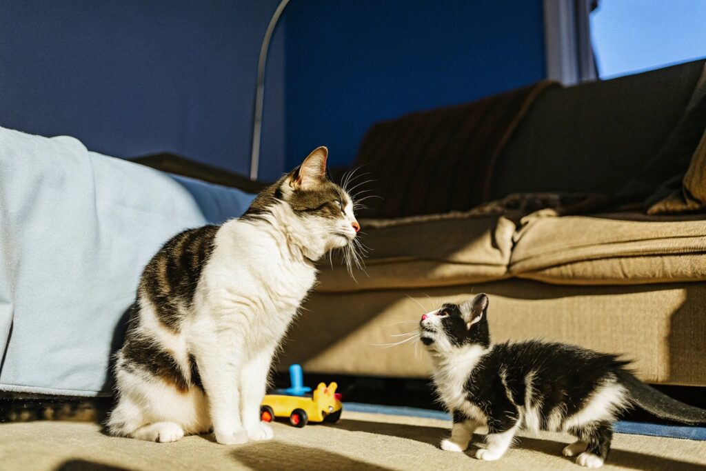 difusor de ferormônio para gatos