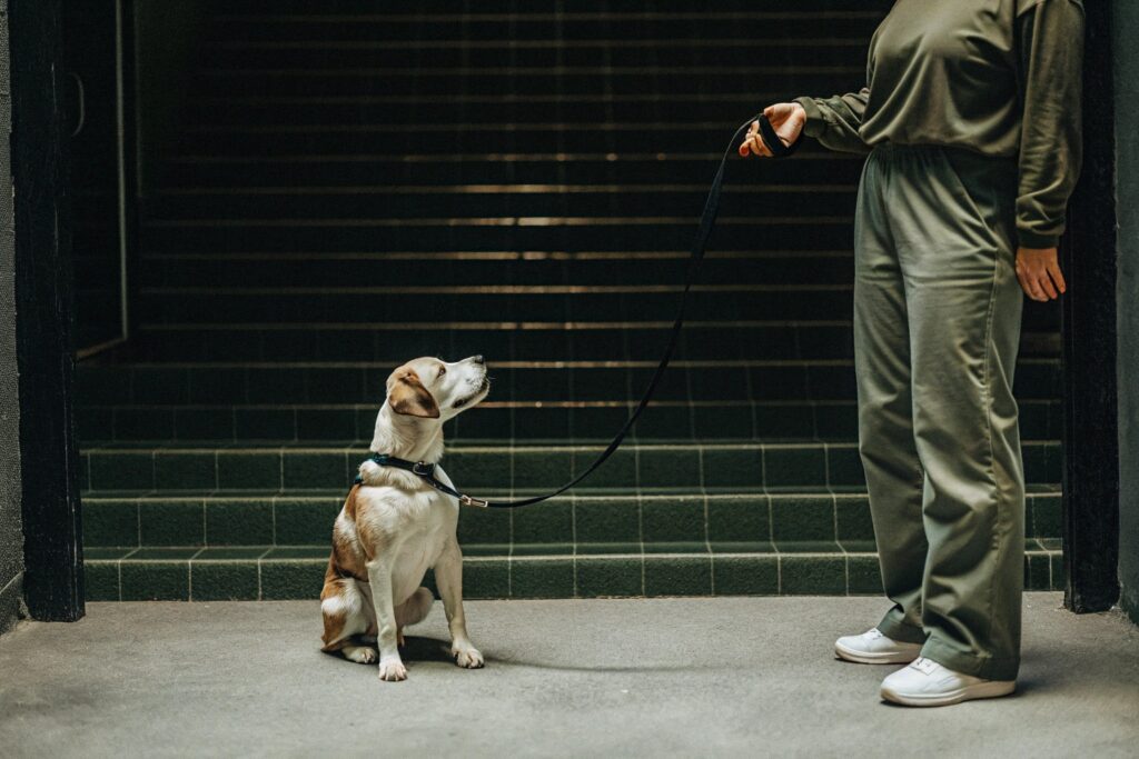 comandos básicos para cães
